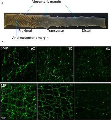 Transduction of Systemically Administered Adeno-Associated Virus in the Colonic Enteric Nervous System and c-Kit Cells of Adult Mice